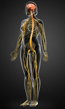 3D, tıbbi olarak bir kadın sinir sisteminin doğru bir örneği.