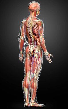 3D, tıbbi olarak erkek anatomisini doğruluyor.