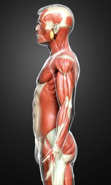 3D, erkek kas sisteminin tıbben doğru bir gösterimi.