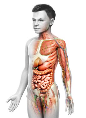 3D, tıbbi olarak erkek anatomisini doğruluyor.