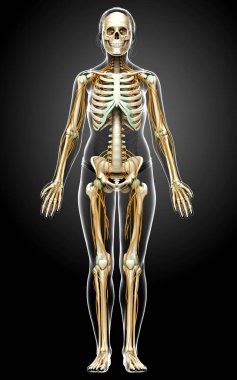 3D, bir kadın sinir sisteminin ve iskelet sisteminin tıbbi olarak doğru bir gösterimi.