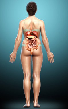 3D, kadınların sindirim sisteminin tıbben doğru bir gösterimi.