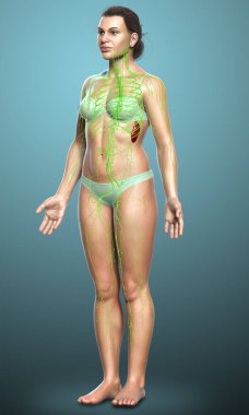 3D, tıbbi olarak bir kadın lenf sisteminin doğru bir çizimi.