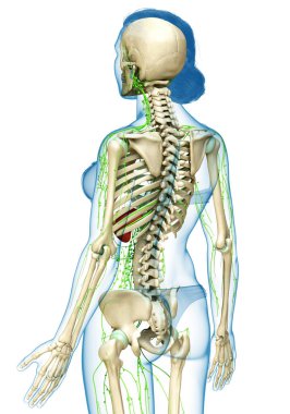 3D, tıbbi olarak bir kadın lenf sisteminin doğru bir çizimi.