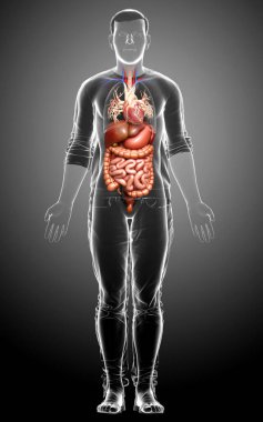 3D, erkek sindirim sisteminin ve kalbinin tıbben doğru bir gösterimi.