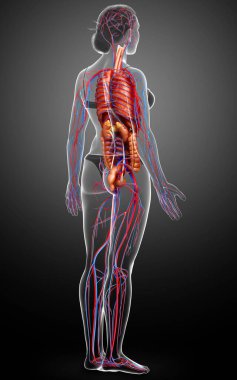 3D, kadın iç organlarının ve dolaşım sisteminin tıbben doğru bir çizimi.