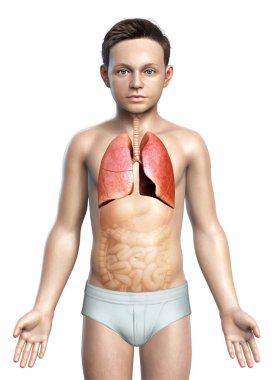 3D, tıbbi olarak genç bir çocuğun akciğer anatomisini gösteriyor.