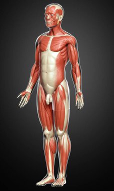 3D, erkek kas sisteminin tıbben doğru bir gösterimi.
