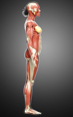 3D, kadın kas sisteminin tıbben doğru bir göstergesi.