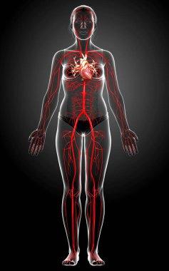 Dişi atardamarların tıbben doğru çizimi 3D
