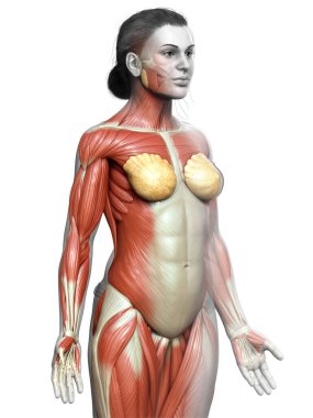 3D, kadın kas sisteminin tıbben doğru bir göstergesi.