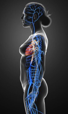 Dişi dolaşım sisteminin 3D çizimi