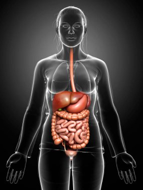 3D tıbbi olarak kadın iç organlarının doğru çizimi 