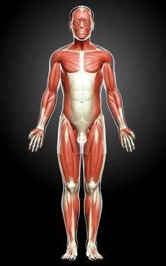3D, erkek kas sisteminin tıbben doğru bir gösterimi.