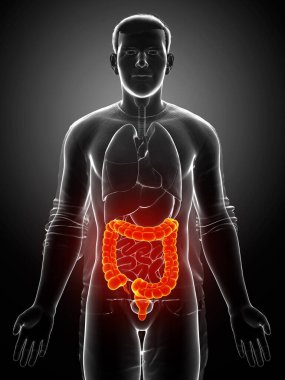 3D üretilmiş, erkek kalın bağırsak anatomisinin tıbben doğru bir örneği.