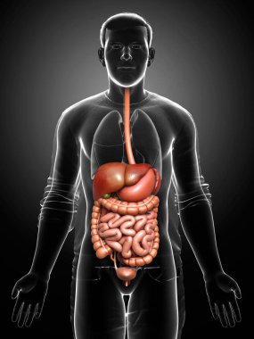 3D, erkek sindirim sisteminin tıbben doğru bir gösterimi.