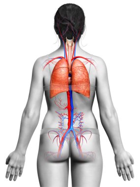 3 boyutlu, tıbbi olarak kadın akciğer anatomisini gösteriyor.