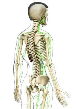 3D, erkek lenf sisteminin tıbben doğru bir çizimi.
