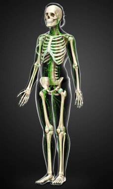 3D, tıbbi olarak bir kadın lenf sisteminin doğru bir çizimi.