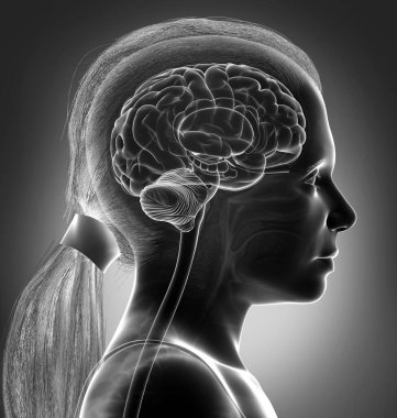 Genç kızın beyin röntgeni anatomisinin 3 boyutlu tıbbi çizimi