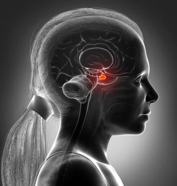 3 boyutlu bir kız beyin anatomisi çizimi Acınası GLAND - kesit