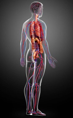 3D, erkek dolaşım sisteminin ve iç organlarının tıbben doğru bir gösterimi.