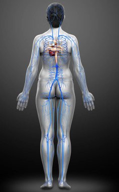 3D, kadın damar anatomisini tıbben doğru gösteriyor.