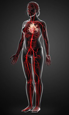 Dişi atardamarların tıbben doğru çizimi 3D