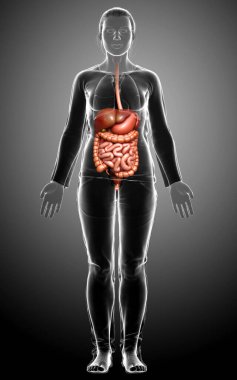 3D, kadınların sindirim sisteminin tıbben doğru bir gösterimi.