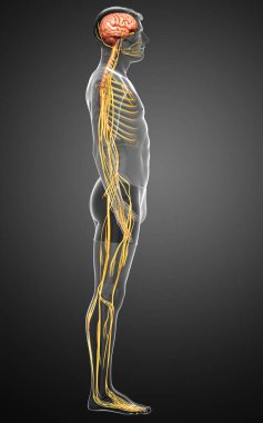 3D, bir erkek sinir sisteminin tıbbi olarak doğru bir gösterimi.