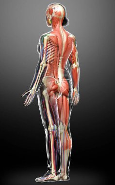 3D, tıbbi olarak kadın anatomisini doğruluyor.