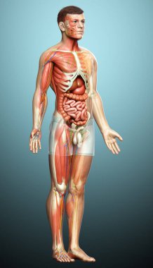 3D, tıbbi olarak erkek anatomisini doğruluyor.