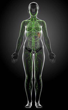 3D, tıbbi olarak bir kadın lenf sisteminin doğru bir çizimi.