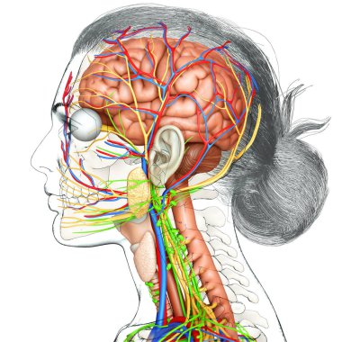 3d rendered medically accurate illustration of a female brain anatomy clipart