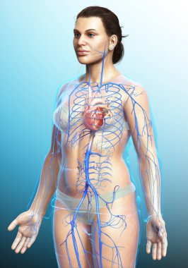 Dişi dolaşım sisteminin 3D çizimi