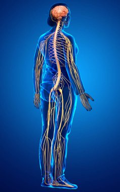 3D, tıbbi olarak bir kadın sinir sisteminin doğru bir örneği.