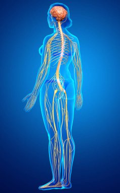 3D, tıbbi olarak bir kadın sinir sisteminin doğru bir örneği.