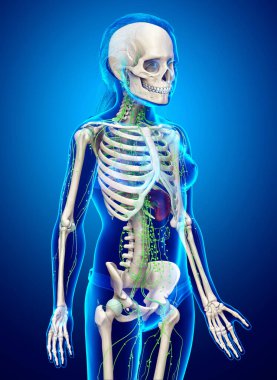 3D, genç bir kızın lenf sisteminin tıbben doğru bir çizimi.