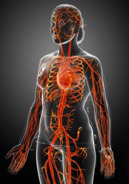 3D, vurgulanmış turuncu kadın kalbinin tıbben doğru çizimi.