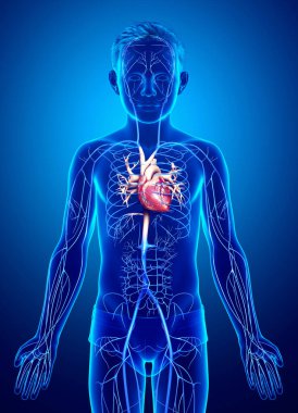 3D, damar anatomisini tıbben doğru gösteriyor.