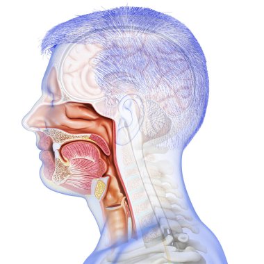Erkek trakea ve özofagus anatomu 3 boyutlu, tıbben doğru.