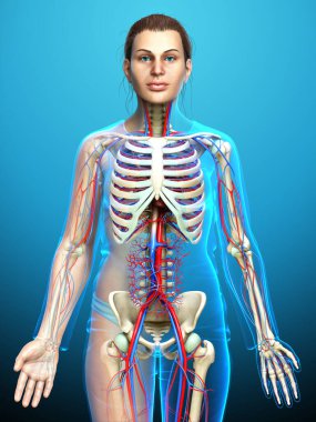 3D, kadın dolaşım ve iskelet sisteminin tıbben doğru çizimi.