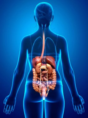 3D, kadınların sindirim sisteminin tıbben doğru bir gösterimi.