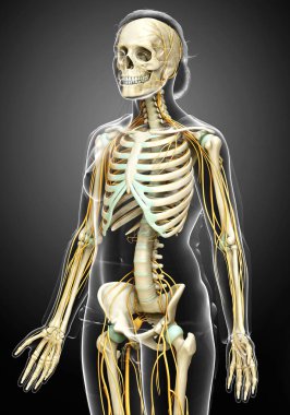 3D, bir kadın sinir sisteminin ve iskelet sisteminin tıbbi olarak doğru bir gösterimi.