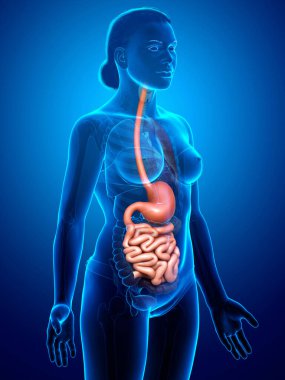 3 boyutlu, tıbben doğru, kadın midesi ve ince bağırsağının bir örneği.