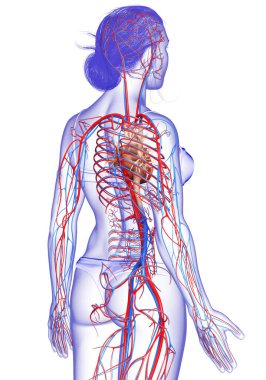 3D tıbbi olarak kadın kalbinin doğru bir çizimi.