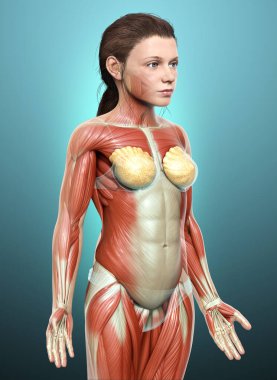 3D, genç bir kızın kas sisteminin tıbben doğru bir çizimi.