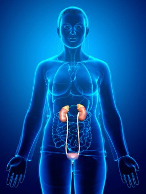 3D üretilmiş, tıbben kadın böbreklerinin doğru bir örneği.