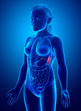 3 boyutlu, tıbbi olarak genç bir kızın Dalak Anatomisi 'ne ait.