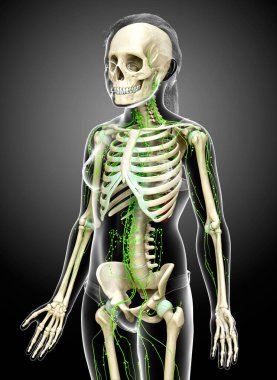 3D, genç bir çocuğun lenfatik sisteminin tıbben doğru bir çizimi.